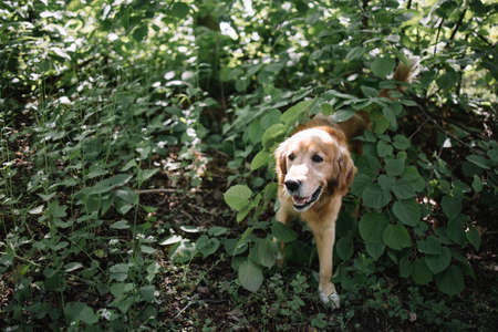 Happy dog standing in bush in forest. Cute brown dog jumping out from grass in nature.