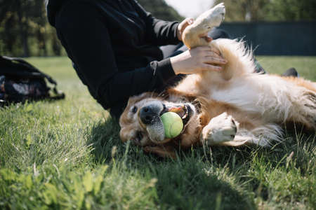 Dog with ball in his mouth lying on field. Happy dog lying on ground with grass while playing with tennis ball.の写真素材