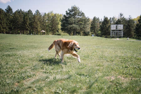 Dog with ball in his mouth running on field. Golden retriever dog with ball in his mouth walking on grass in forest.の写真素材