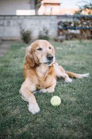 Portrait of dog lying on ground with ball. Serious dog resting on ground with grass next to tennis ball.の写真素材