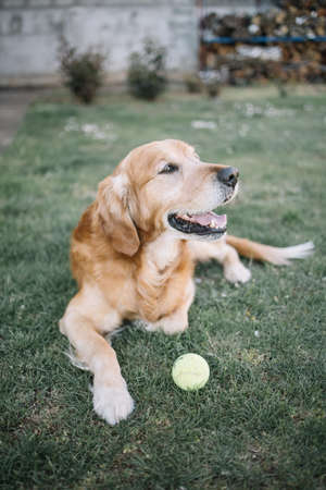 Happy dog lying on grass in backyard. Portrait of happy dog with tennis ball in yard.