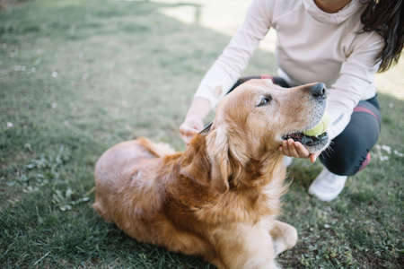 Cropped woman playing with her dog and ball. Happy dog lying on grass in yard while playing with girl.の写真素材