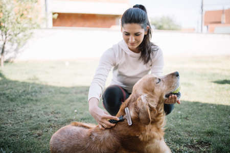 Brunette girl brushing dog using comb outdoor. Out of focus woman brushing her dog with comb while sitting in yard.の写真素材