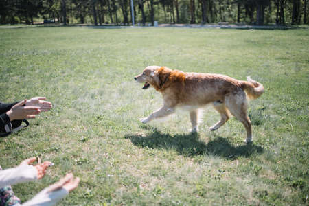 Dog walking on field and female hands clapping. Womens hands clapping at walking dog on field in park during sunny day.の写真素材