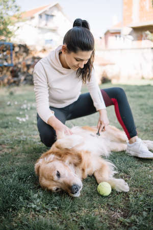 Young woman sitting on grass and combing dog. Attractive girl brishing retriever dogs fur with comb...