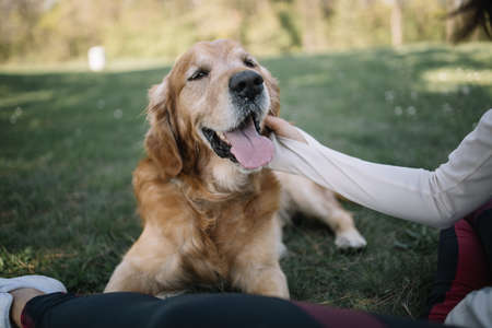 Female hand petting retriever dog in forest. Close-up view of happy dog enjoying caressing from his...