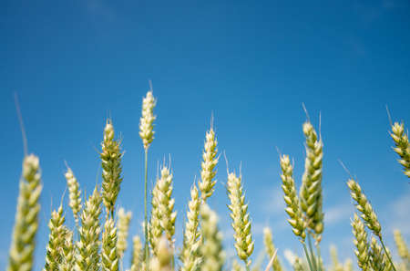 Summer wheat field