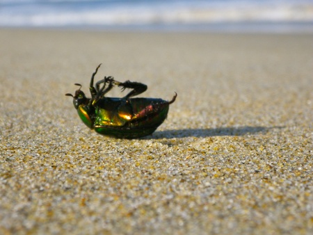 Bug laying down over its back on the sand of China Beach