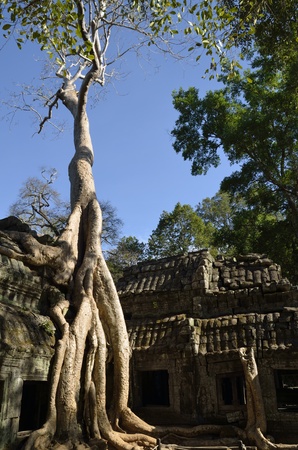 Striking to see how trees grow over the foundations and stones of the Angkor temples の写真素材