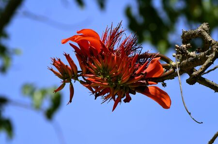 Beautiful and radiant red flower growing in a tree at Koh Tonsay, Cambodiaの写真素材