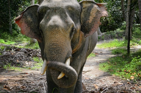 Elephant found at Koh Phagnan island, Thailand
