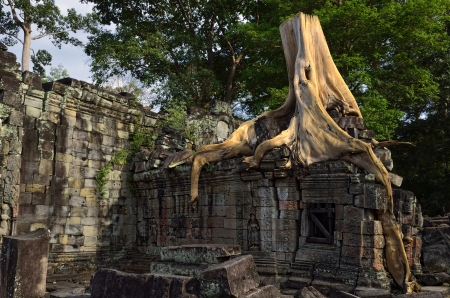 Tree on the ruins of Prah Khan Temple - Angkor, Cambodiaの写真素材