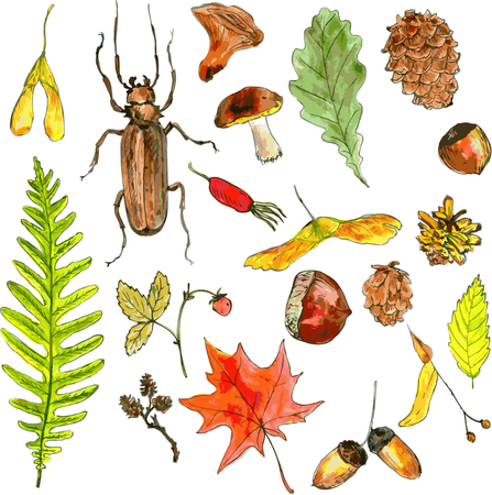 big set of  forest objects drawing by watercolor, seeds, leaves, twigs, pine cones, hand drawn vector illustrationのイラスト素材