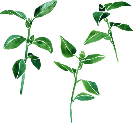 three vector watercolor green branches with leaves, hand drawn vector design elementsのイラスト素材