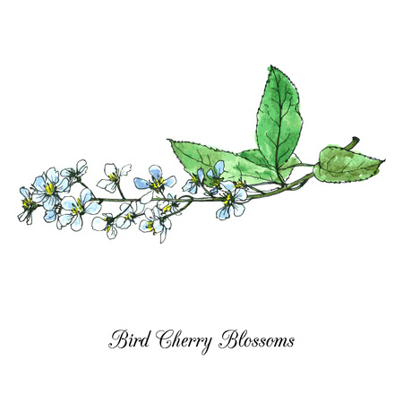 spring flowers of bird cherry tree, blossoms with green leaves, hand drawn design element, vector illustrationのイラスト素材