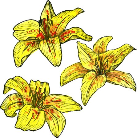 three yellow flowers of lilies,drawn of watercolor, yellow flowers with red spots, mottled yellow lilium, hand drawn design elementsのイラスト素材