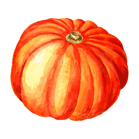one whole orange pumpkin drawing by watercolor, hand drawn vector illustrationのイラスト素材