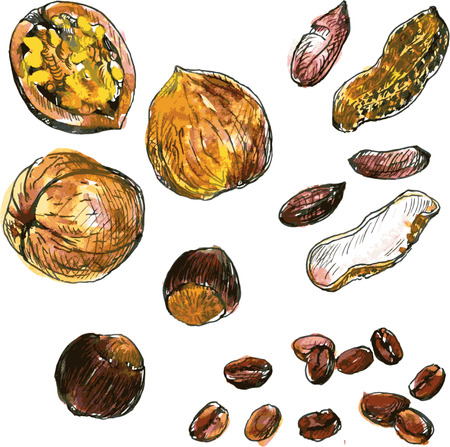set of watercolor drawing nuts, peanuts, walnuts, hazelnuts and coffee beans, hand drawn vector illustrationのイラスト素材