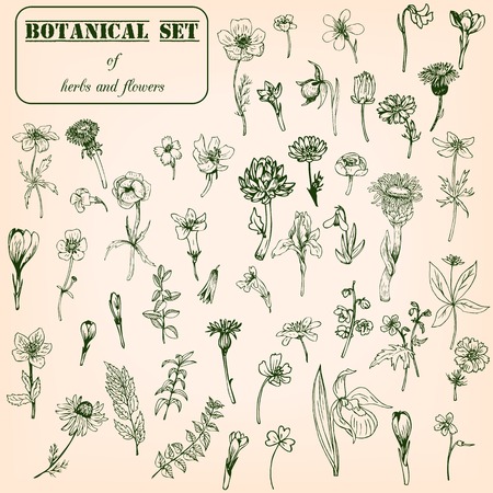 Set of line drawing herbs and flowers, vector illustrationのイラスト素材