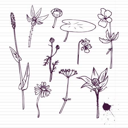 ink drawing herbs with Latin names at lined paper, vector illustrationのイラスト素材