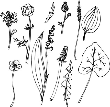Set of line drawing herbs, vector illustrationのイラスト素材