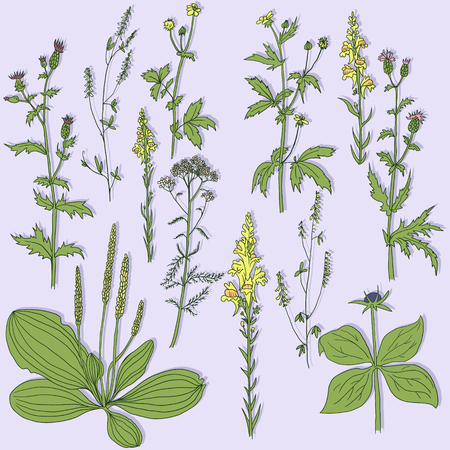 Set of line drawing herbs, vector illustrationのイラスト素材