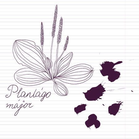 ink drawing herbs with Latin names at lined paper, vector illustrationのイラスト素材