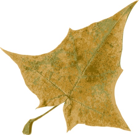 realistic vector leaf of maple, vector illustrationのイラスト素材