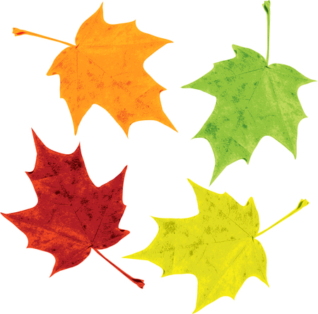 set of silhouettes of leaves of maple, vector illustrationのイラスト素材