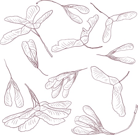 linear drawing seeds of maple, vector illustrationのイラスト素材
