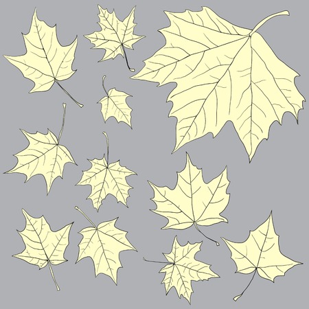 linear drawing leaves of maple, vector illustrationのイラスト素材