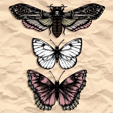set of butterflies at paper, ink drawing, hand drawn vector illustrationのイラスト素材