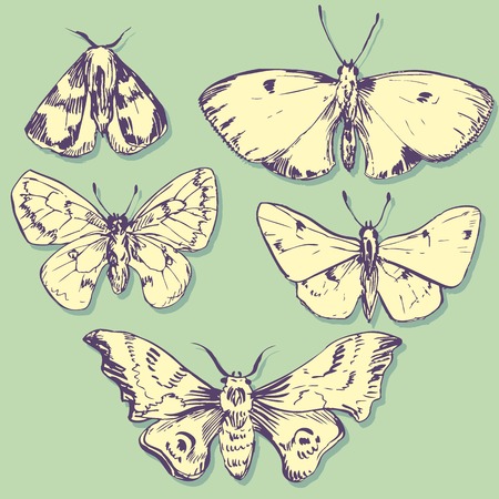 set of butterflies, ink drawing, vector illustrationのイラスト素材
