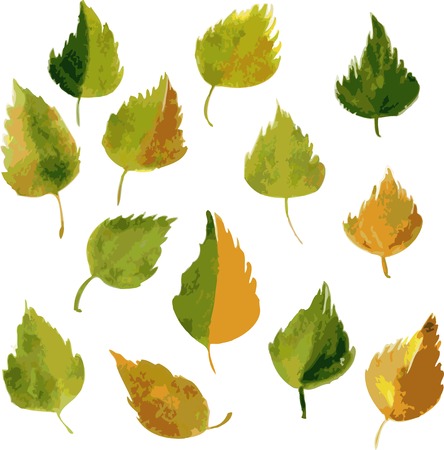 set of silhouettes of leaves of birch in watercolor, vector illustrationのイラスト素材