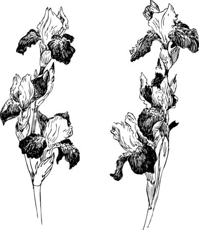 Two branches of irises drawing by ink, hand drawn vector illustrationのイラスト素材