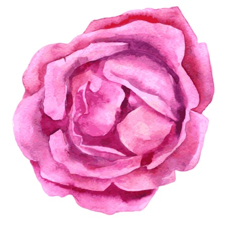 vector watercolor drawing isolated pink rose, hand drawn vector illustrationのイラスト素材