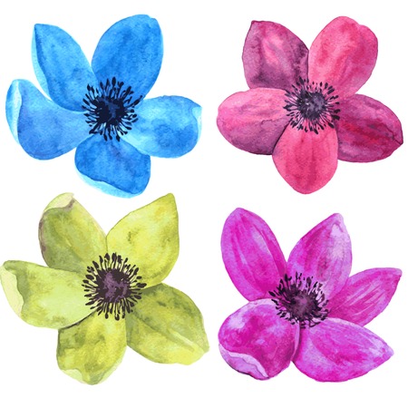 vector watercolor drawing isolated flowers of red, blue, yellow and pink wind flowers, hand drawn vector illustrationのイラスト素材