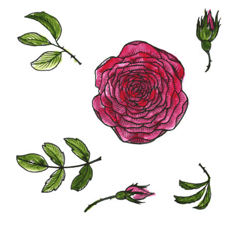 set of flowers and leaves of red roses drawing by watercolor and ink, hand drawn vector illustration, isolated design elementsのイラスト素材