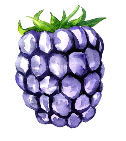 watercolor drawing blackberry, artistic painting berry, hand drawn vector illustrationの写真素材