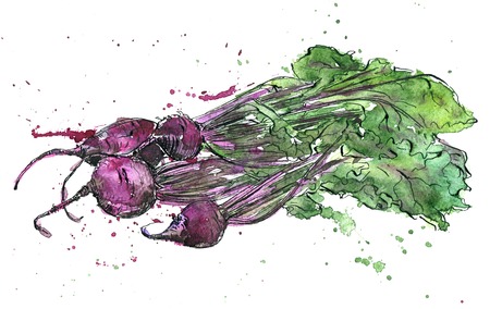 Beets, drawing by ink and watercolor with paint stains, hand drawn vegetables, vintage design elements, hand drawn vintage artistic painting illustrationの写真素材