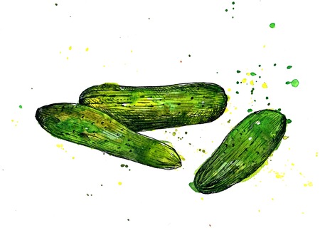 Cucumbers, drawing by ink and watercolor with paint stains, hand drawn vegetables, vintage design elements, hand drawn vintage artistic painting illustrationの写真素材