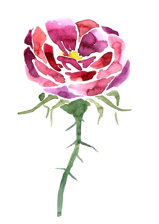 red watercolor drawing flower, pink rose, hand drawn  background, artistic painting illustrationの写真素材