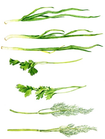 set of green stuff drawing by watercolor at white background, chives, parsley and dill, hand drawn  artistic painting illustrationの写真素材