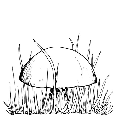 mushroom at grass, ink pen drawing, vintage style botanical illustration,  monochrome black line drawing floral compositionのイラスト素材