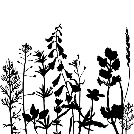 grass silhouettes,  wild flowers, herbs and leaves,  wild plants, monochrome vector floral backgroundのイラスト素材