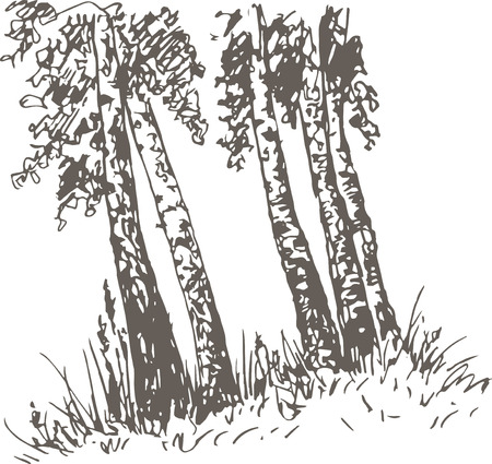 birch trunks and grass drawing by pencil, sketch of wild nature, forest sketch, hand drawn vector illustrationのイラスト素材