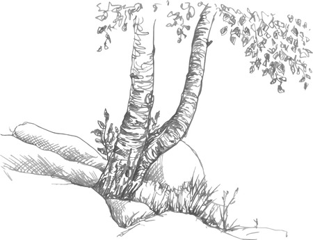 birch trunks and rocks drawing by pencil, sketch of wild nature, forest sketch, hand drawn vector illustrationのイラスト素材