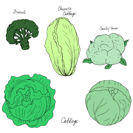 different kind of cabbage, broccoli, cauliflower and chinese cabbage , ink drawing, hand drawn vector illustrationのイラスト素材