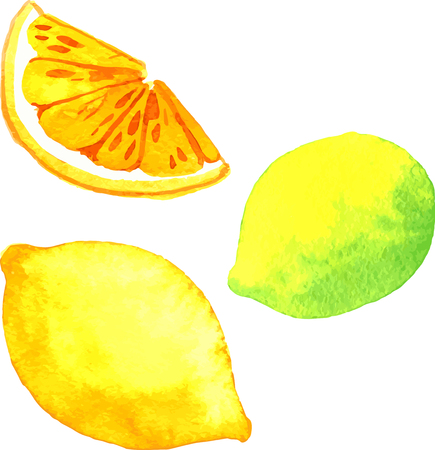 lime and lemon, watercolor citrus fruits, hand drawn vector illustrationのイラスト素材