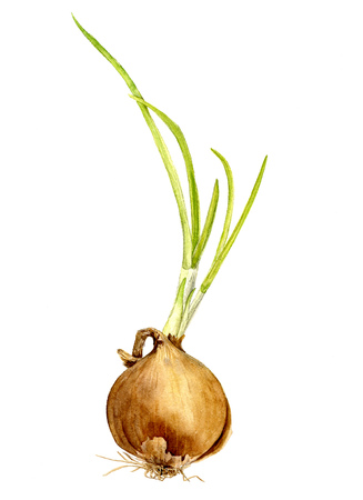 isolated yellow watercolor onion with green leaves, hand drawn watercolor illustrationの写真素材